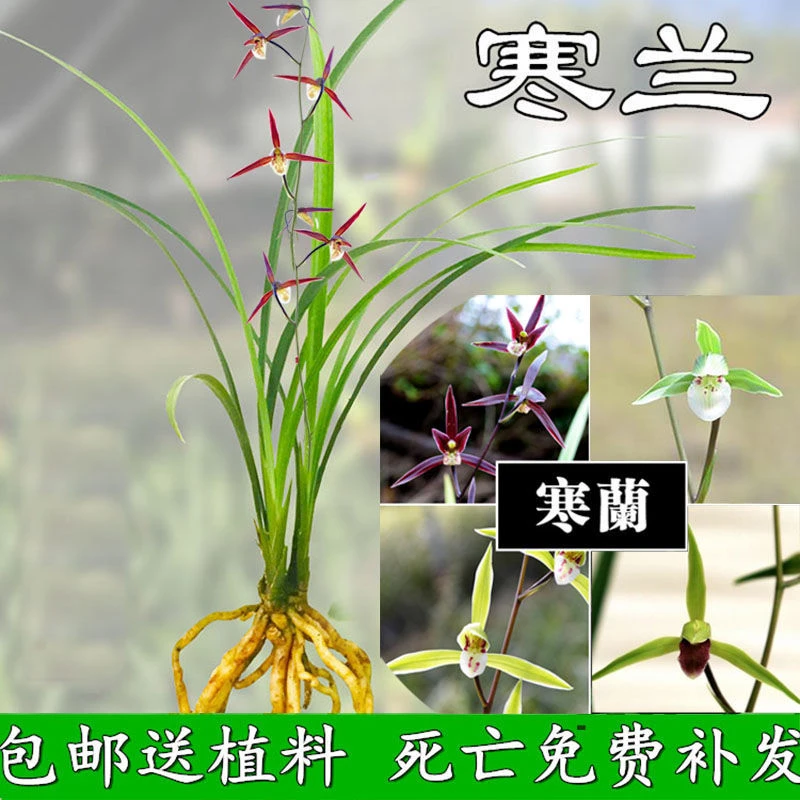 兰花苗寒兰细叶国画之美醉美寒兰室内外客厅好养活花卉盆栽绿植物