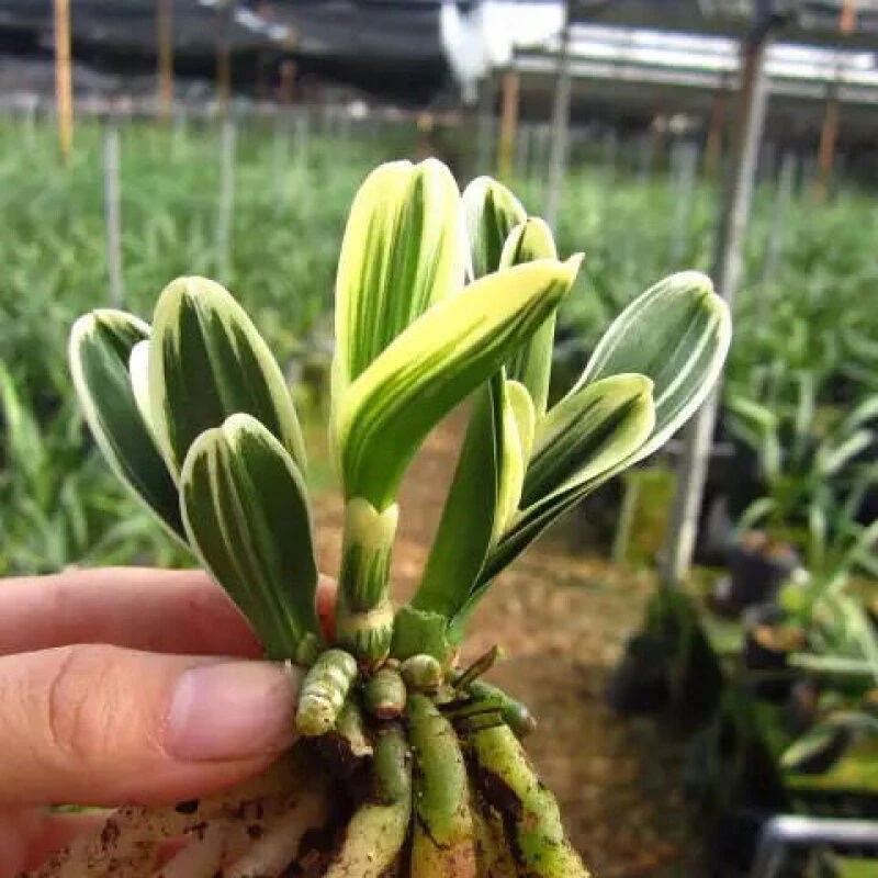 迷你 金边矮种宽叶 兰花金元宝玉玲珑凤凰冠 夏长花苞