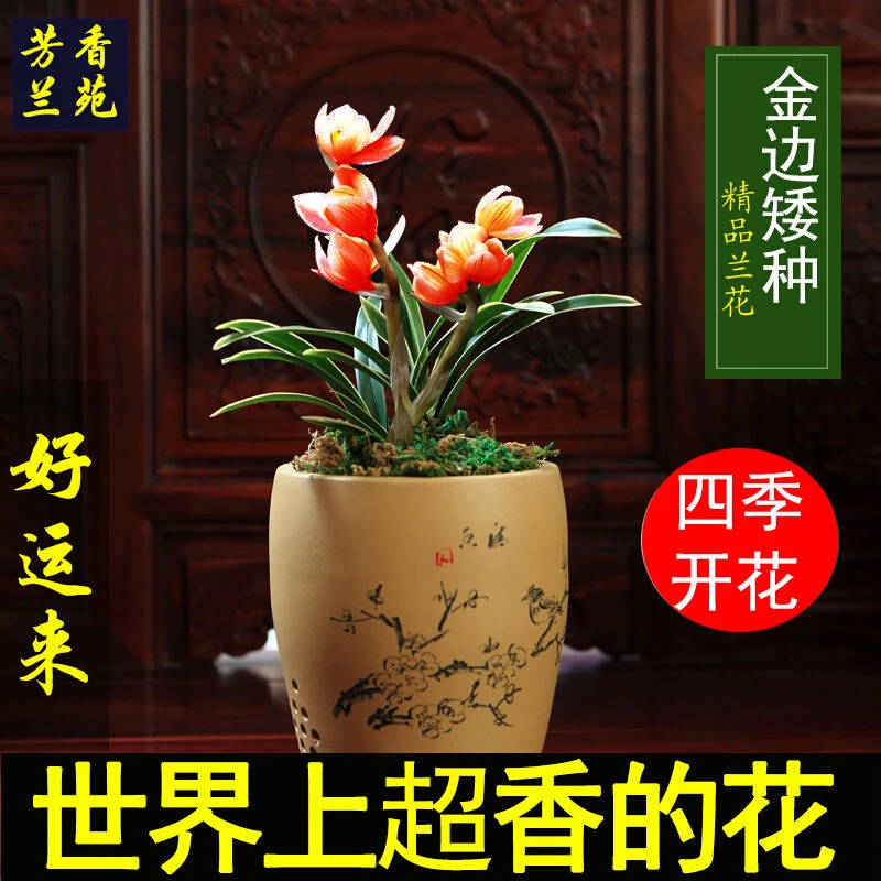 浓香型四季兰 金边矮种兰花苗兰花盆栽阳台花卉