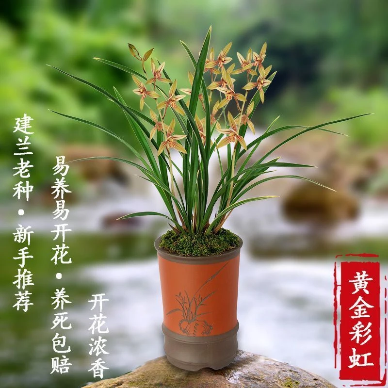 黄金彩虹   开花香 室内盆栽兰花