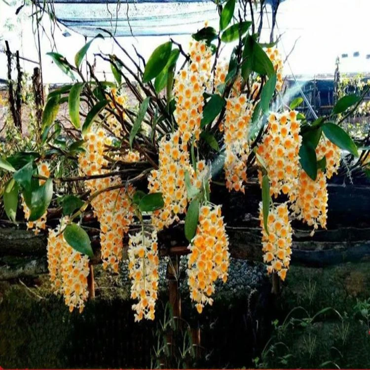 超香 大苗 球花石斛 室内盆栽花卉 净化空气 吸甲醛 花期长3个月