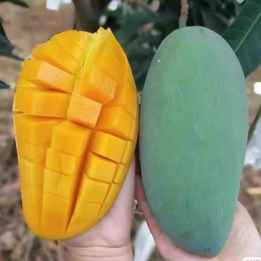 广西百色大青芒金煌芒新鲜现摘孕妇应季水果5/9斤甜心芒整箱包邮
