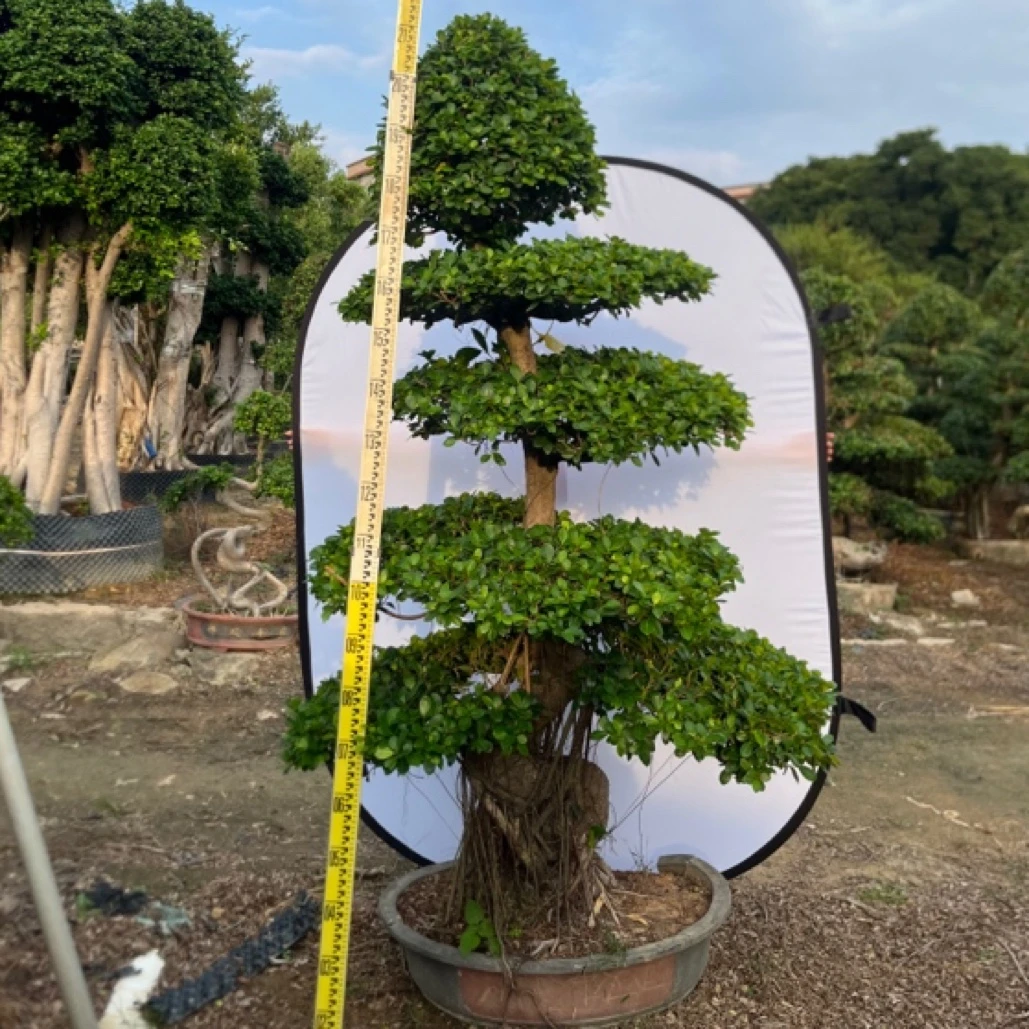 小叶榕金钱榕树大榕树榕树金钱榕金钱树绿植造型树发财小叶金钱榕