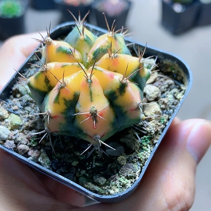 卡诺琳仙人球gggg