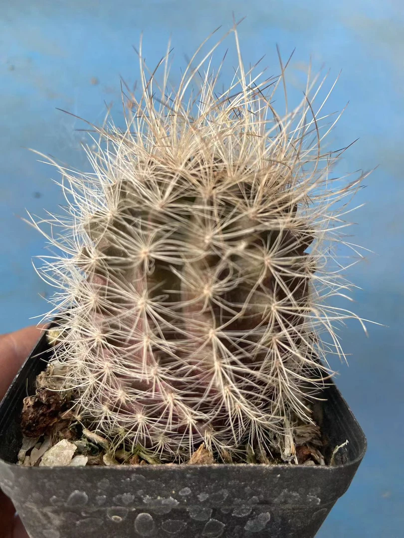 混乱玉  仙人球系列