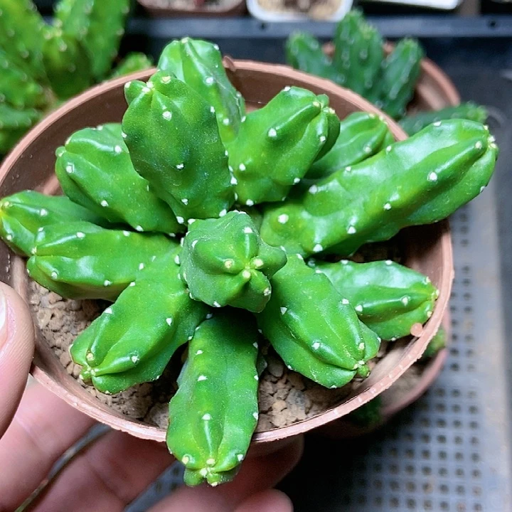 大号水仙情郎gggg
