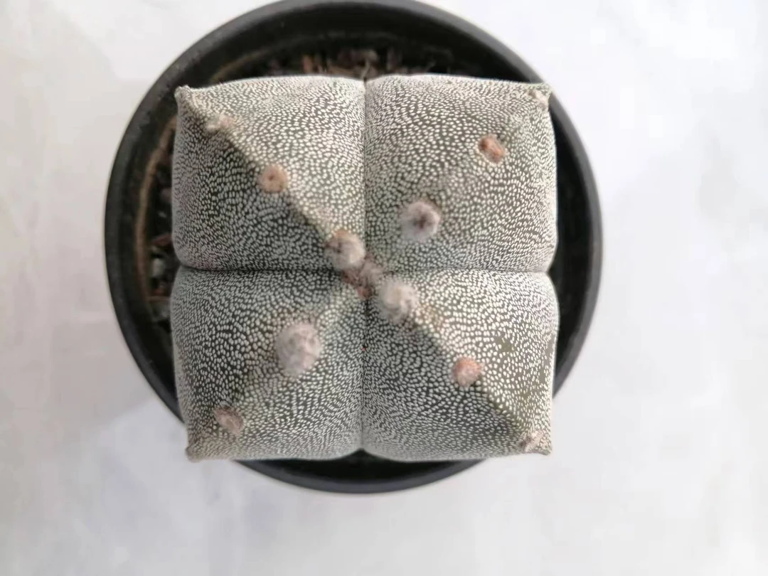 四角白沙銮凤玉开黄花