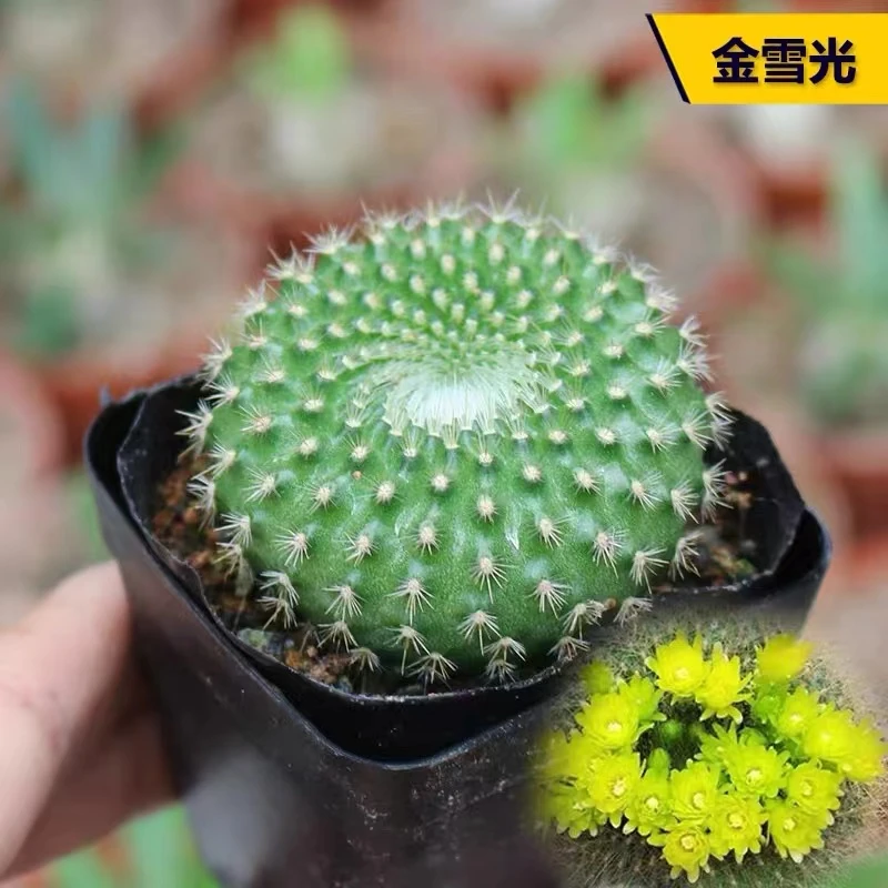 青雪光金雪光（6厘米+）仙人球系列