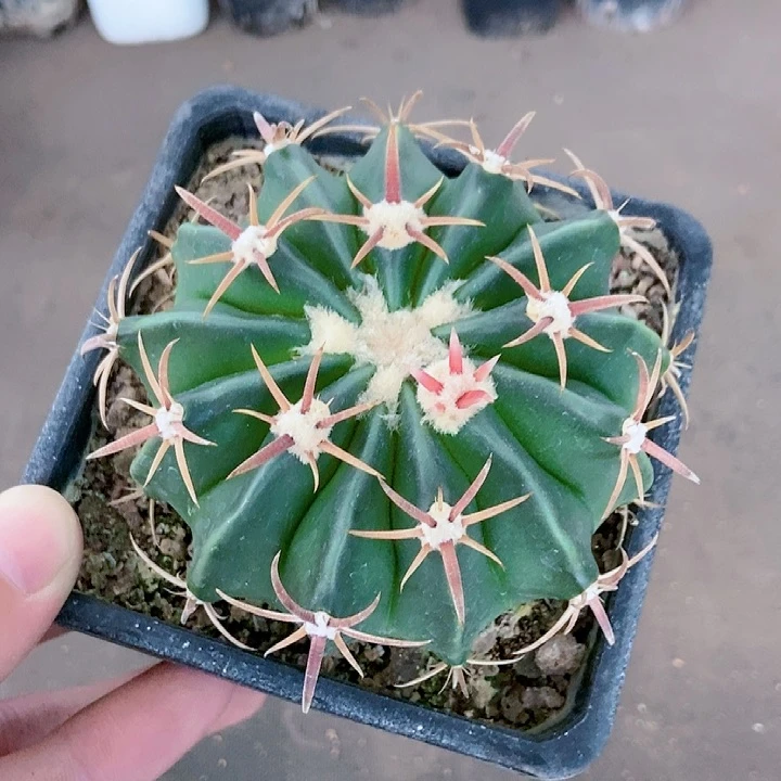 大号凌波仙人球gggg