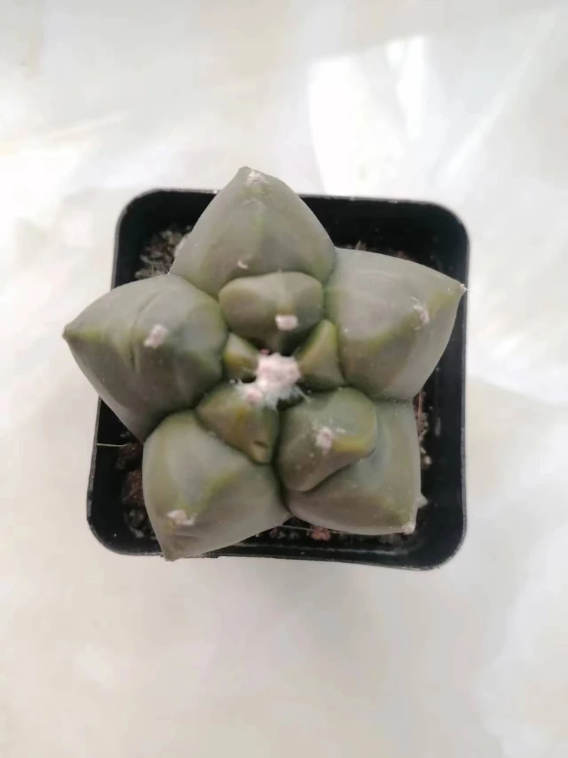 龟甲五角鸾凤玉仙人球