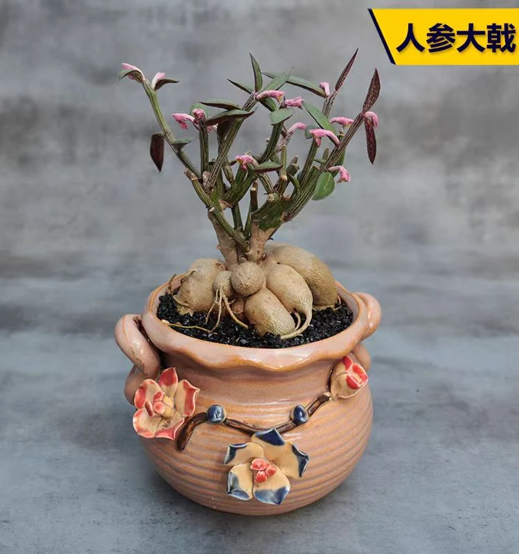 人参大戟秋天开花