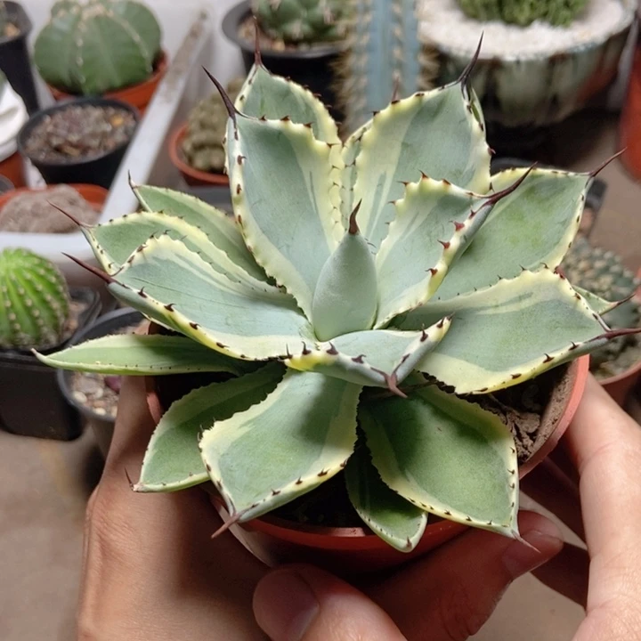 龙舌兰吉祥三冠龙舌兰