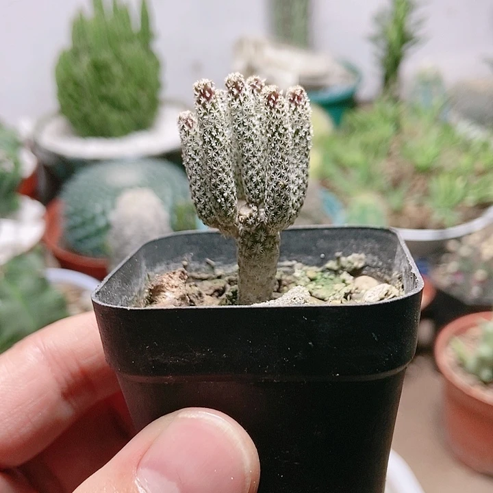 芷*牧师多肉仙人球ggg