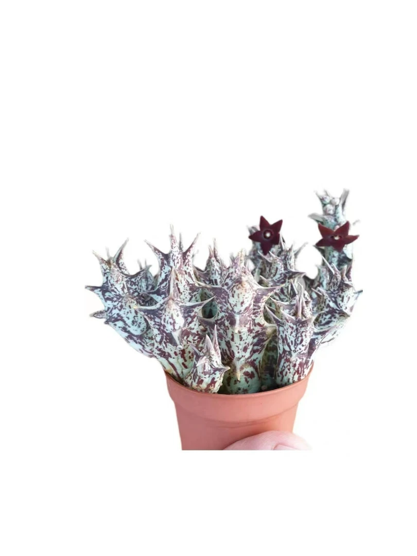 紫龙角萝藦科多肉