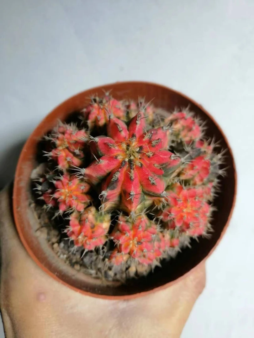 五彩牡丹群自然锦仙人球