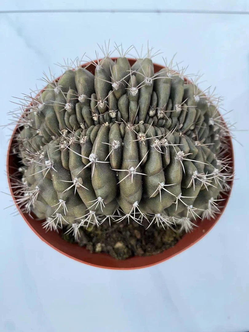 大号翠皇冠缀化（9~10厘米）粉色花仙人球系列