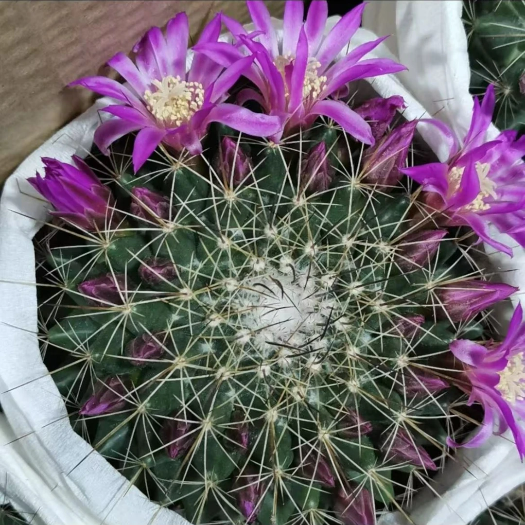 紫光殿仙人球开紫花