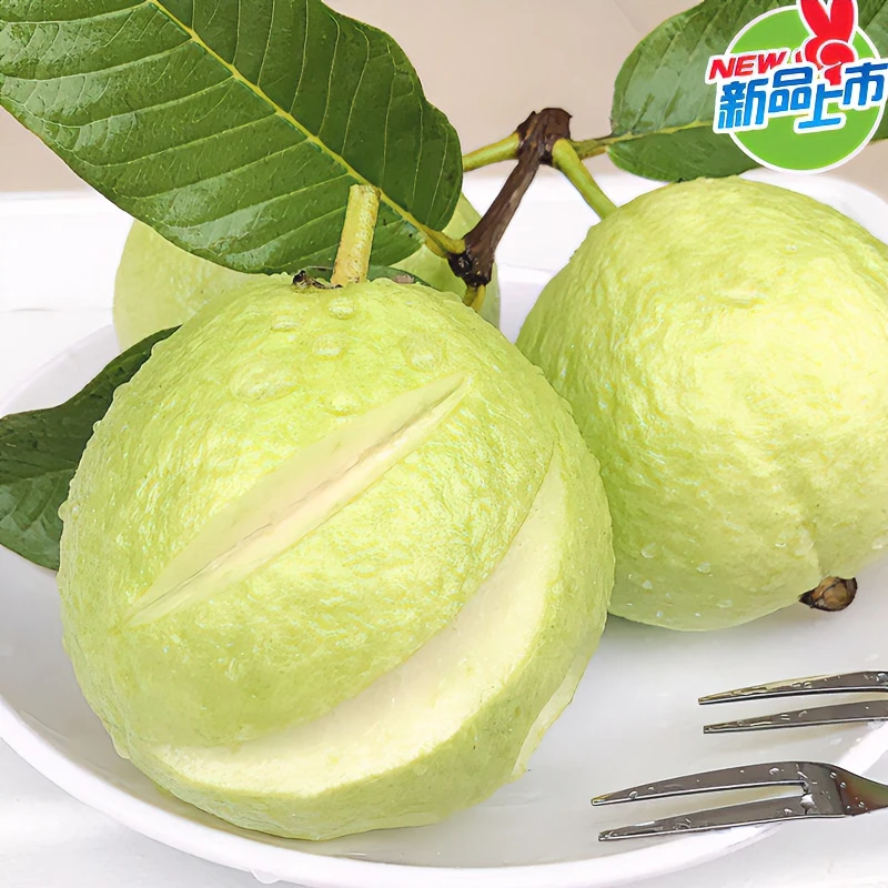 广西当季新鲜白心芭乐番石榴现摘现发青皮口感脆甜香多汁快递包赔