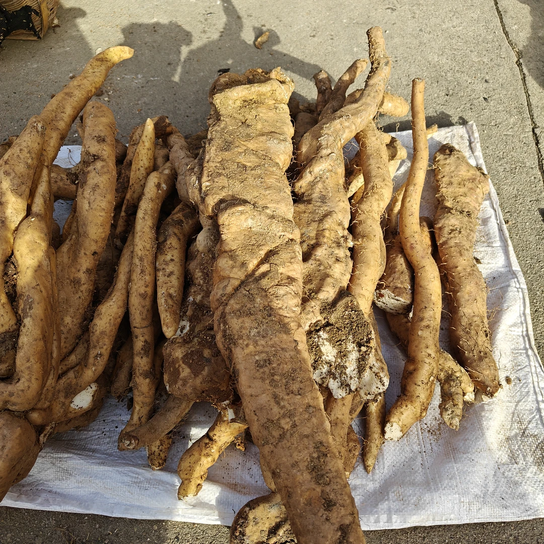 公益助农新鲜山药山莲藕牛大力山苕粉质薯香甜煲汤泡酒