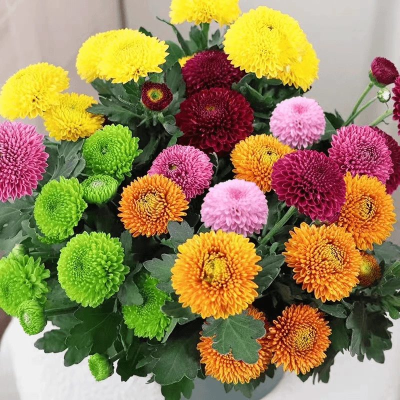 彩虹多色乒乓菊盆栽 室内阳台庭院好养植物耐寒耐热花卉花期长