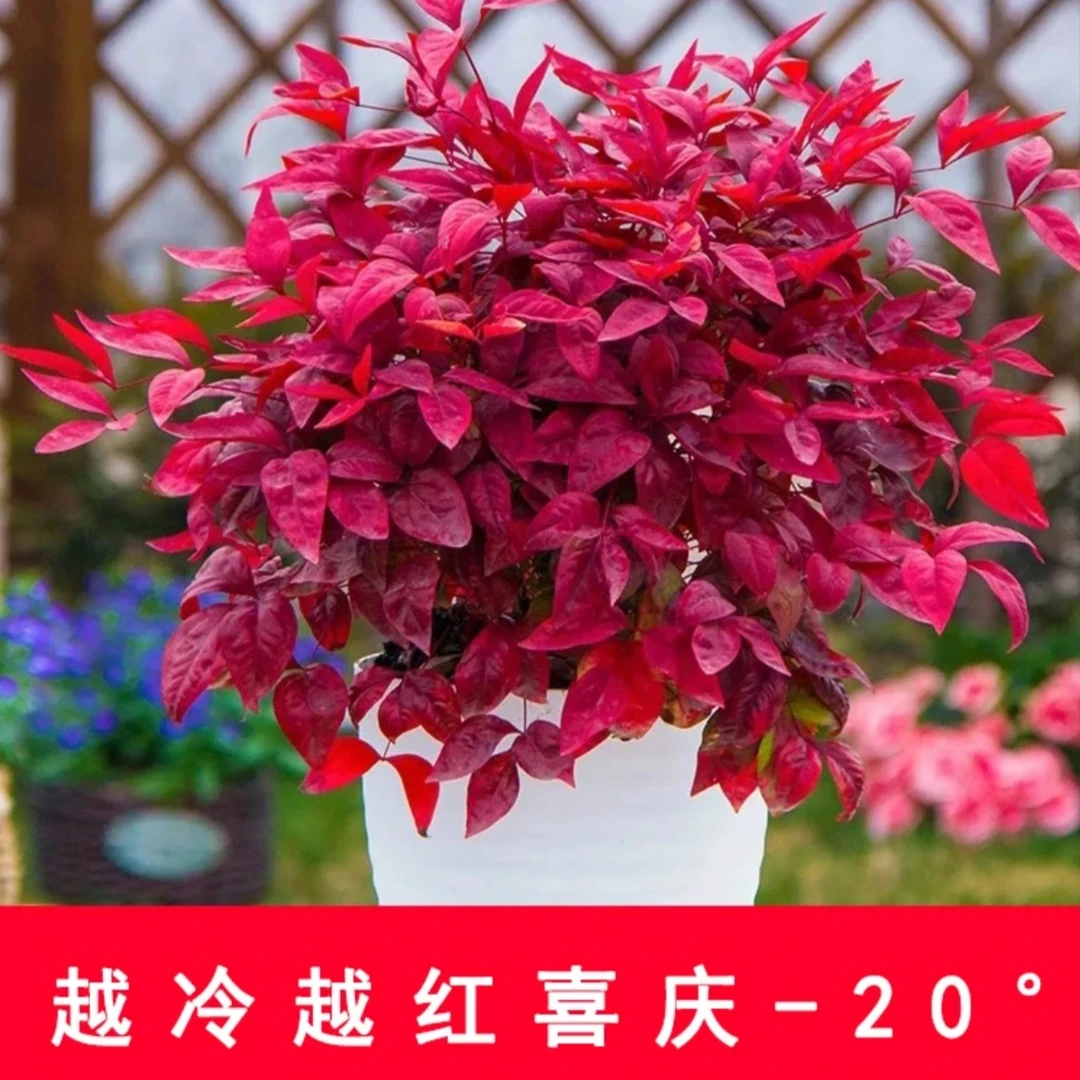 火焰南天竹盆栽 观叶绿植阳台庭院室内外皆可养耐热耐寒新手好养