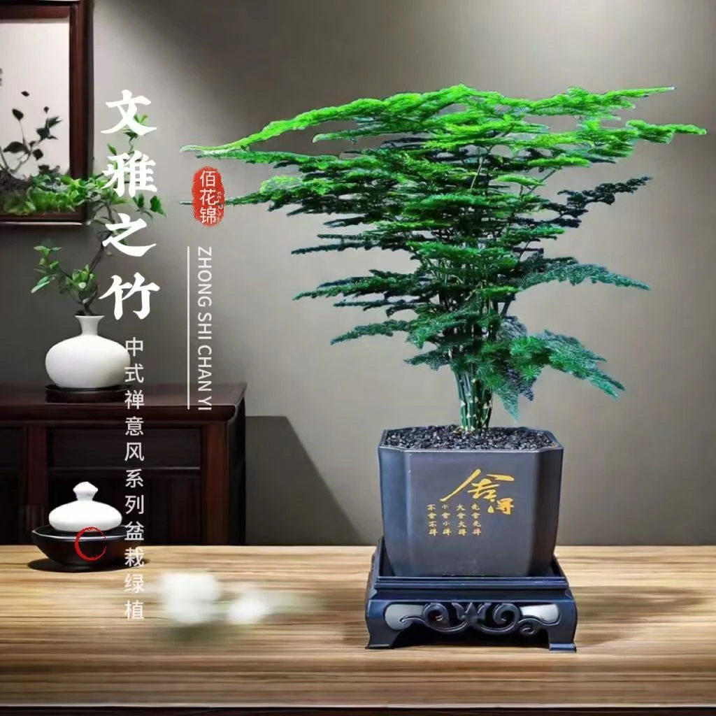 文竹盆栽绿植舍得客厅花卉室内办公室好养植物桌面茶台四季常青