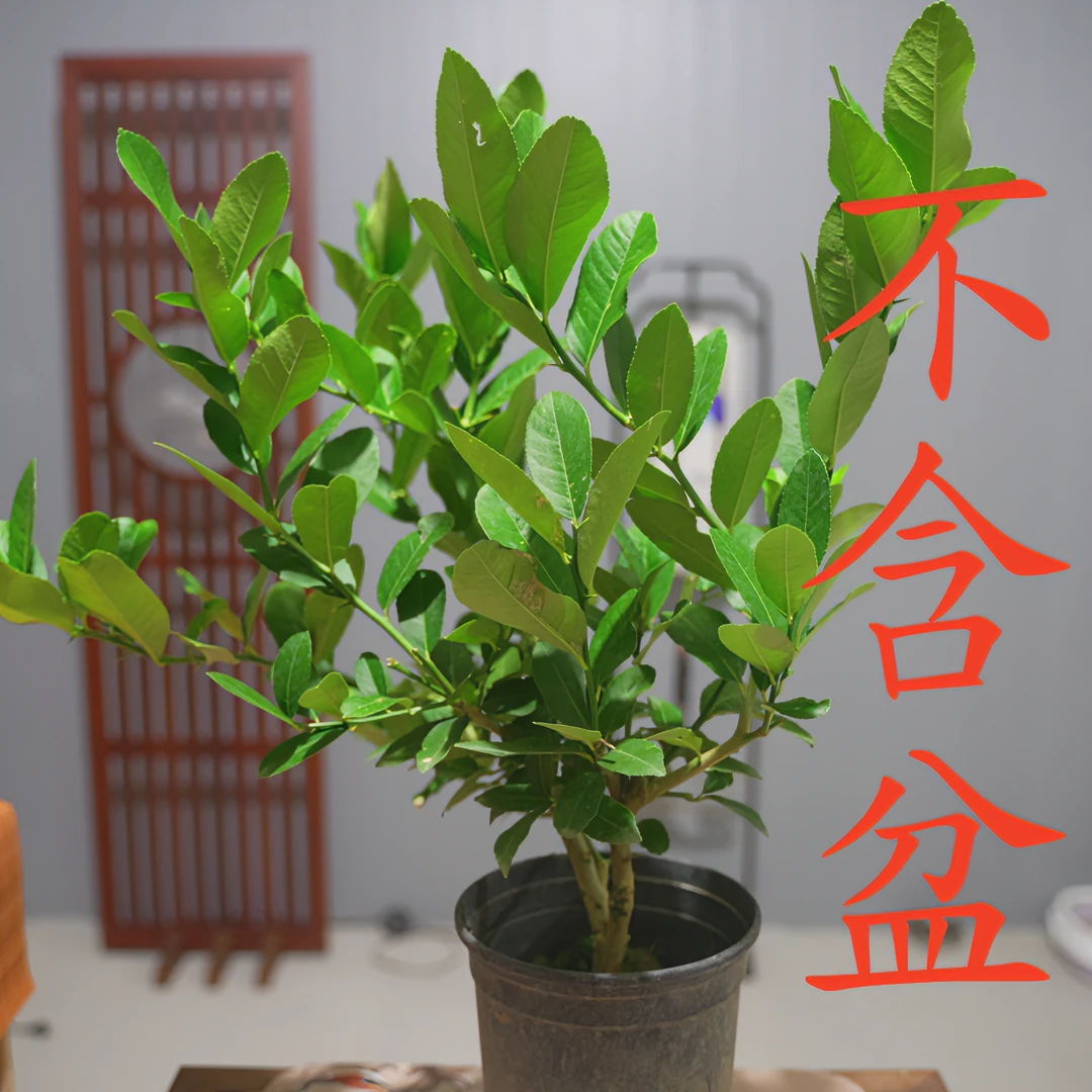 【基地直发】A柠朦室内绿植盆栽好养绿植景观香水香味阳台窗台地种