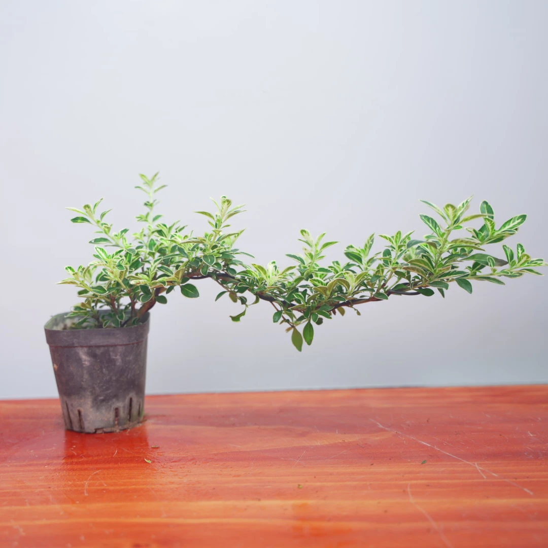 两盆【基地直发】A金边六月雪碎叶冬青室内外窗台阳台好养喜阳盆栽