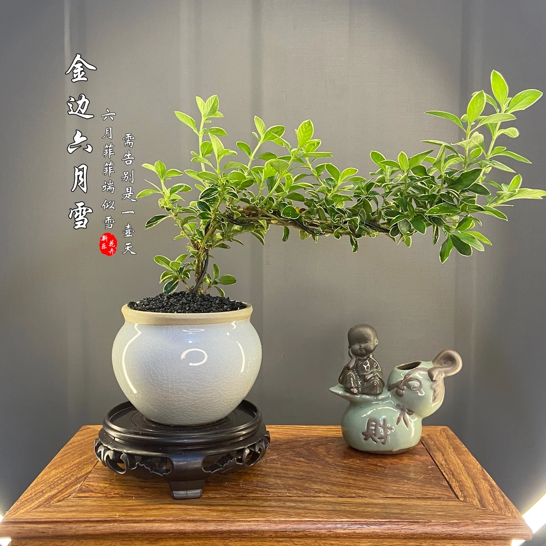 【金边六月雪】飘枝盆景悬崖飘枝造型室内茶桌办公室绿植植物盆栽