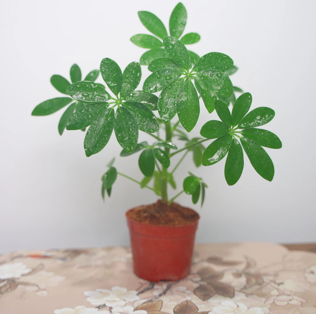 【基地直发】鸭脚木/七叶莲/喜温暖湿润室内好养绿植盆栽/1棵1