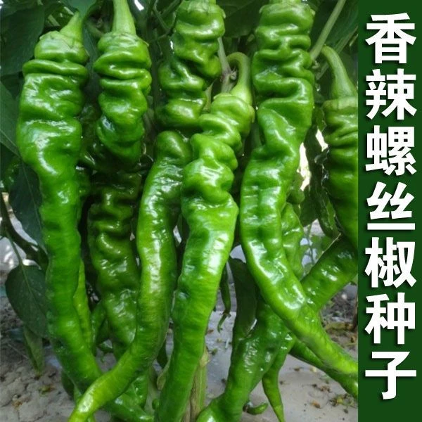 香辣螺丝椒辣椒种子香辣青椒巨型陇椒四季阳台小院高产辣椒种子