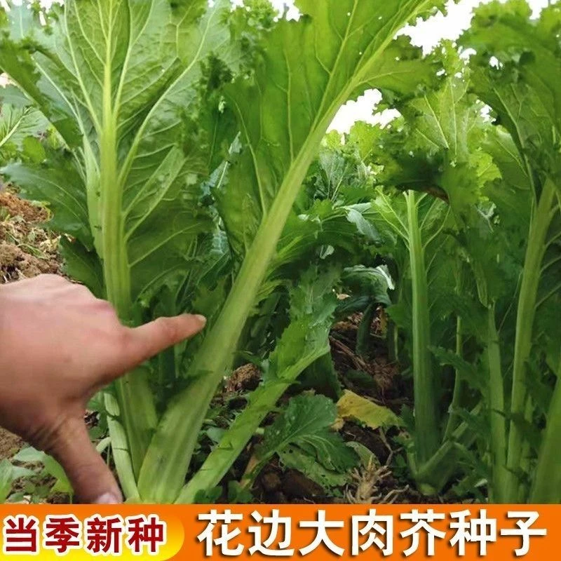 甜芥菜种子四季高产花边芥菜阳台蔬菜种子盆栽易种香港花边青菜叶