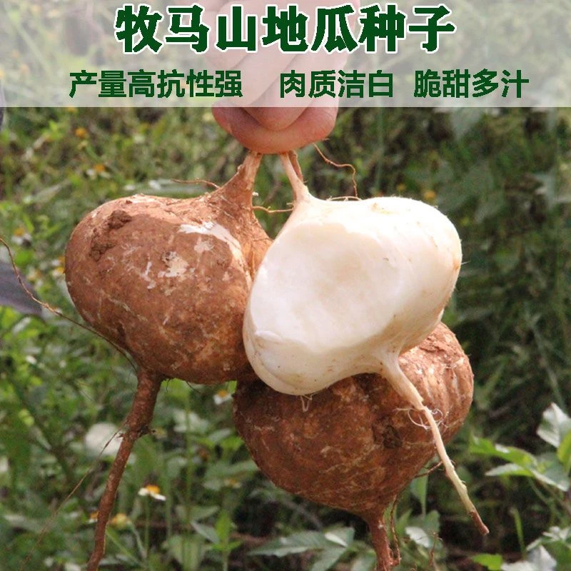 凉薯种子牧马山地瓜种籽沙葛水果地瓜甘薯农家蔬菜种孑四季播种植