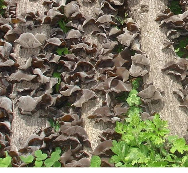 东北山珍黑木耳干货山木耳柞木椴长在木头上的木耳