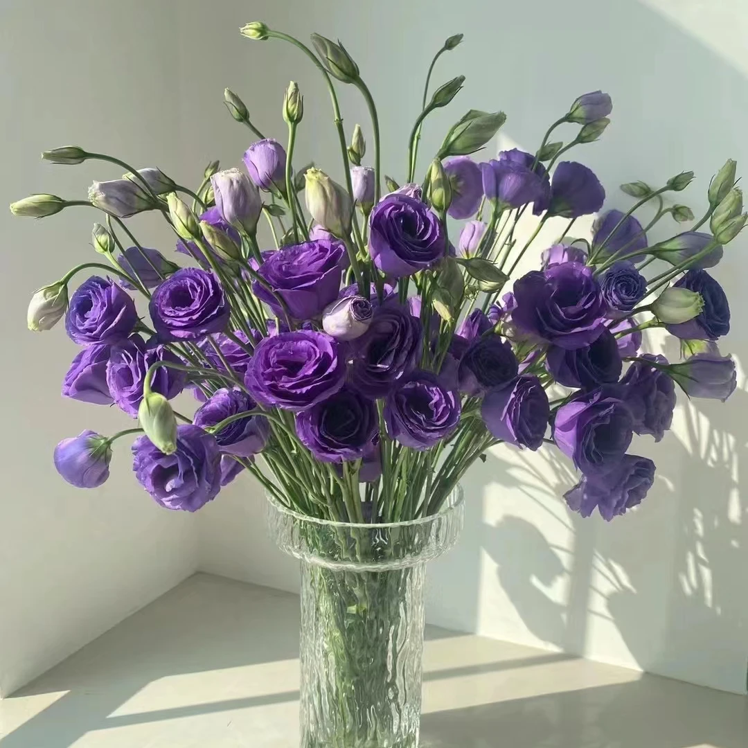 【胖虎花卉】基地紫色洋桔梗（一单陆运任意两单发空运）
