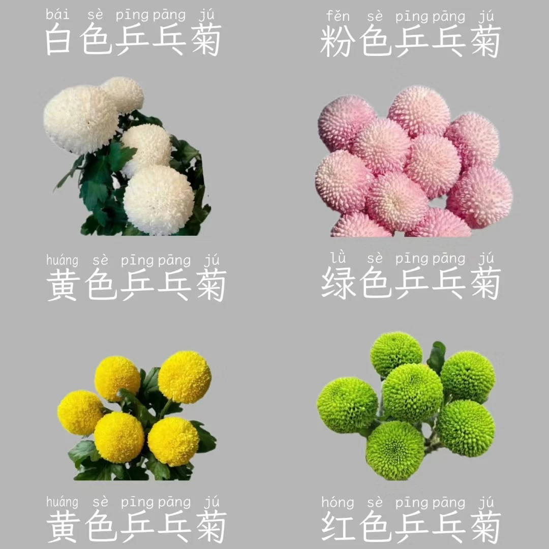 乒乓菊10支瑰（任意四单草花包邮）