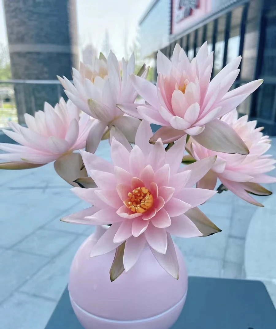 【胖虎花卉】基地风铃花(一单陆运任意两单发空运)