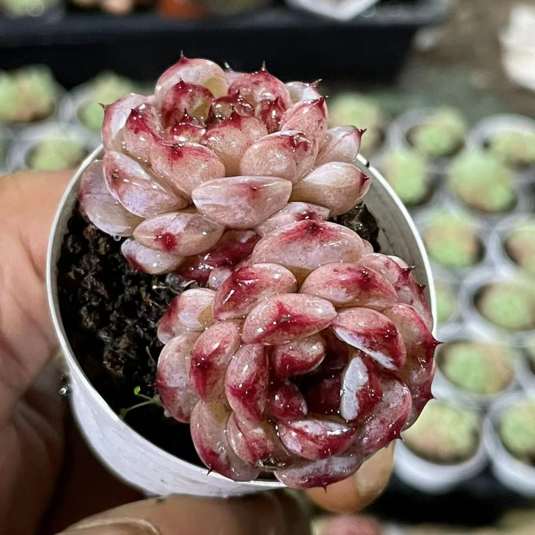 双头拇指盆天鹅绒【凑单满18发货】多肉植物