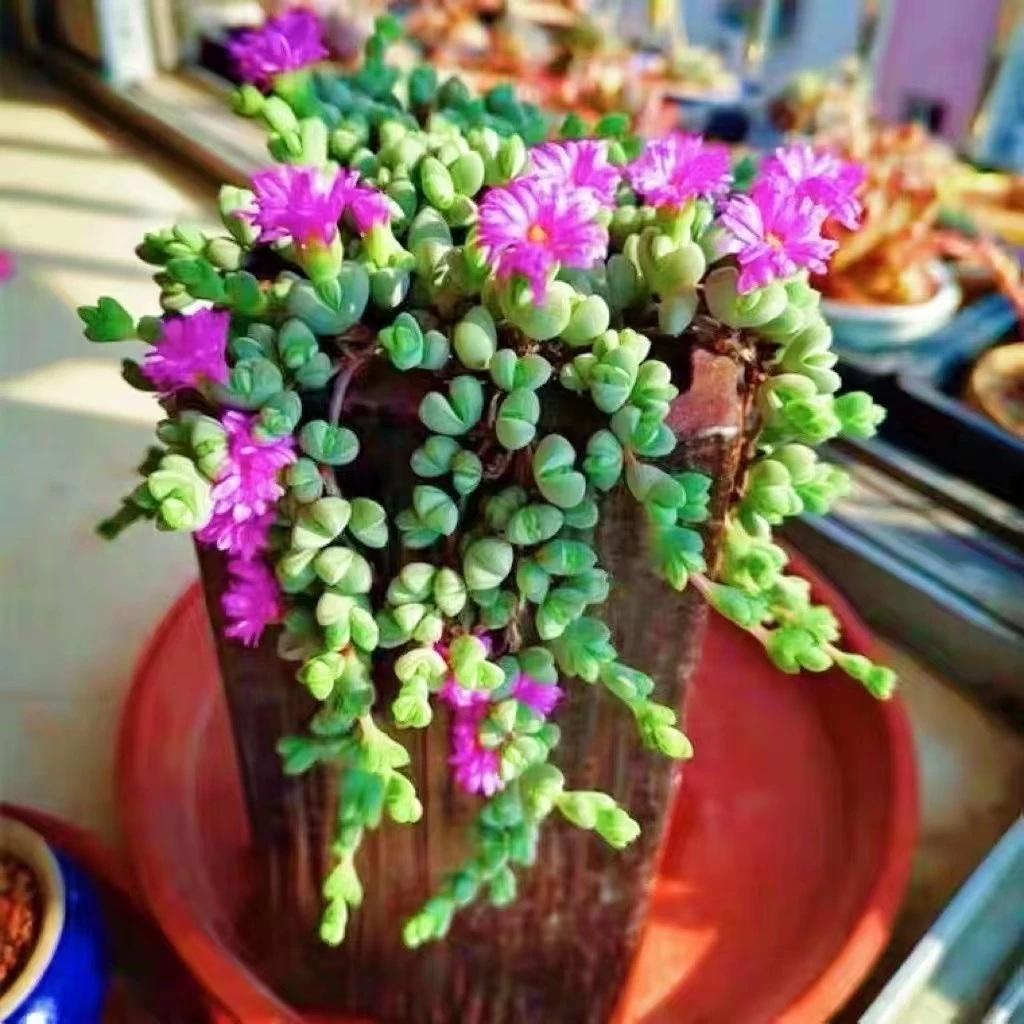 2盆碧玉莲 多肉植物【凑单满18元发货】