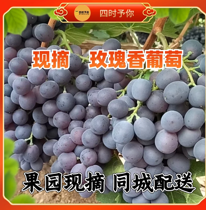 玉泉营玫瑰香葡萄5斤现摘新鲜大地葡萄