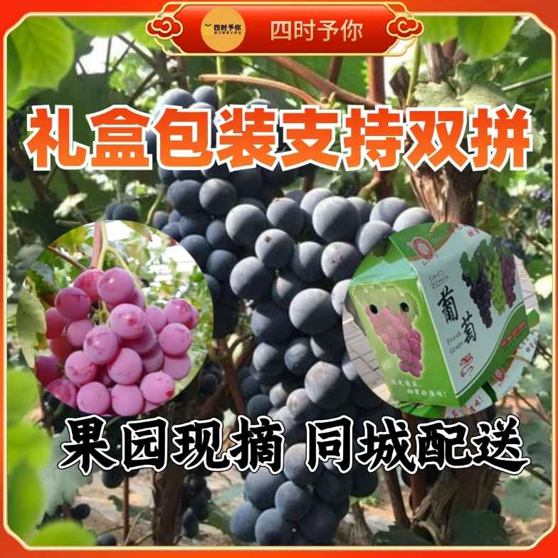 【礼盒装】玉泉营玫瑰香葡萄红提蓝宝石葡萄支持拼装