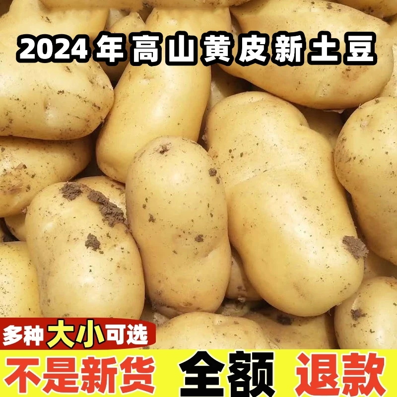贵州新鲜土豆大中小毕节安顺洋芋高山马铃薯农家五斤黄心土豆5斤
