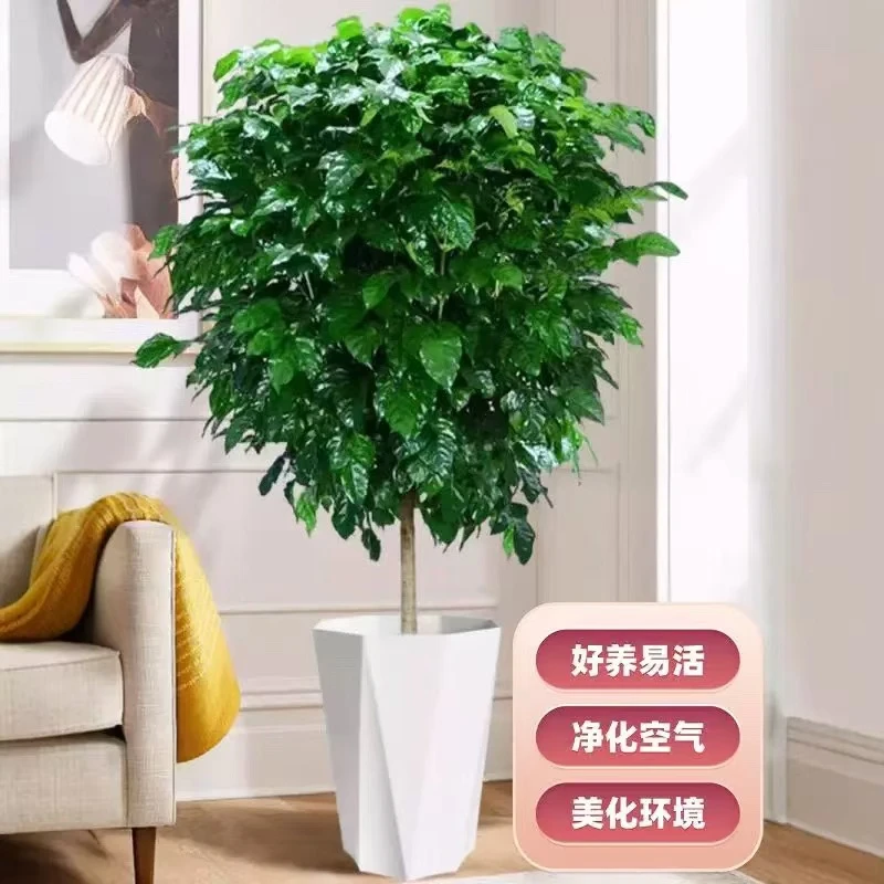 1.4-1.5米老桩棒棒糖幸福树室内大型绿植四季常青吸甲醛净化空气