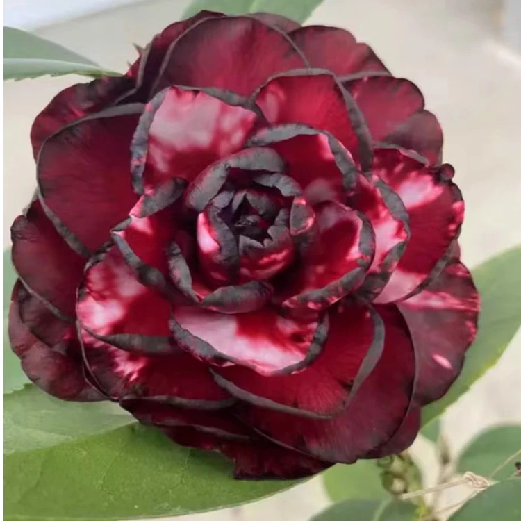 青叶黑贝原生小苗一颗纯色复色庭院花卉花园植物树苗绿植
