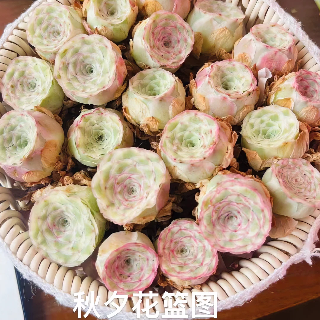 山地玫瑰一物一拍小甜甜专用具体形态尺寸请以直播间展示为主粉色