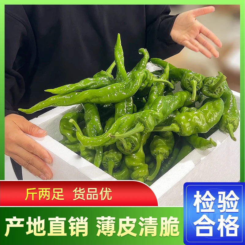 常规批发款螺丝椒中新鲜烹饪优选辣香辣大棚种植青椒辣椒福建发货