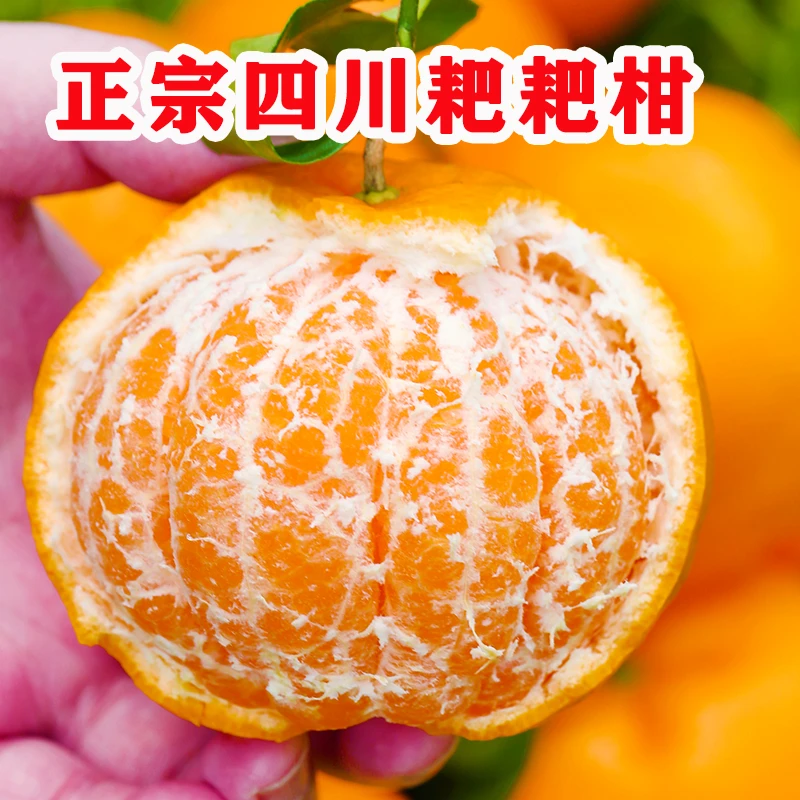FL四川春见耙耙柑甄选新鲜现摘采摘多汁甜蜜成熟鲜甜无籽健康产品