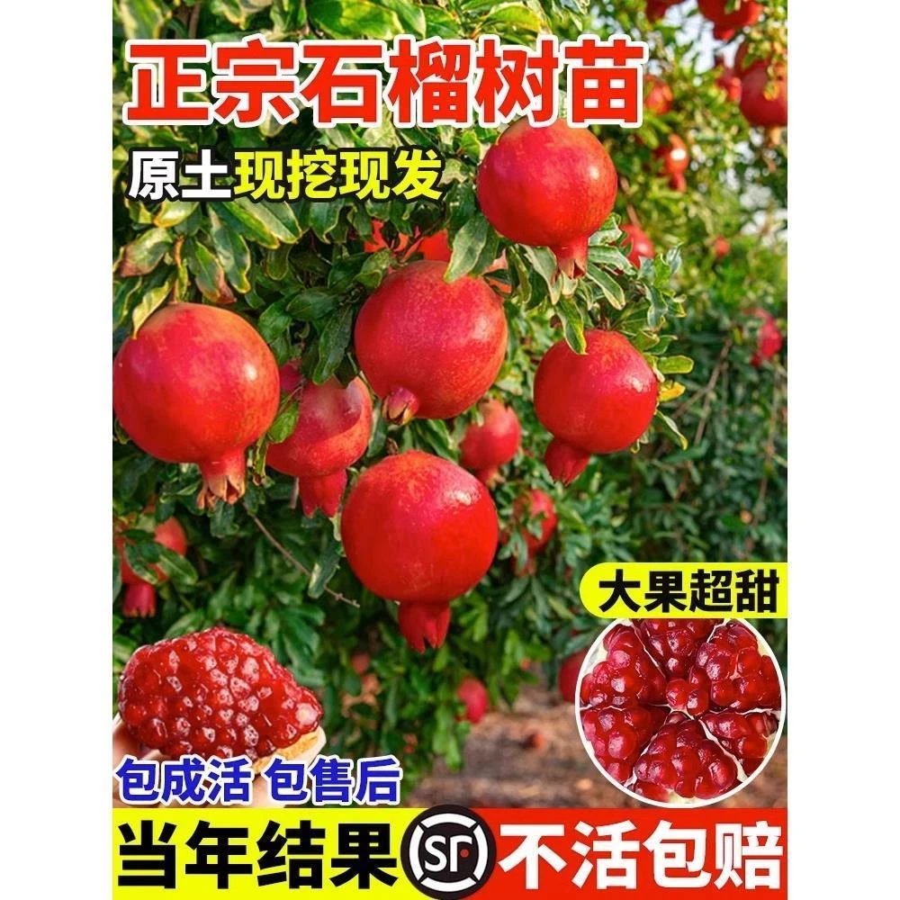 3年苗买一送一 石榴树树苗嫁接突尼斯软籽石榴树苗 盆栽地栽种植