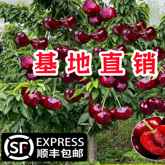 车厘子树苗树嫁接黑珍珠车厘子樱桃苗南北方种植10年苗【买一送一】