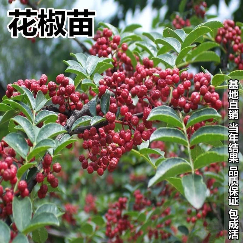 2-3年苗买一送一 花椒树苗 汉源藤椒树苗青花椒花椒麻椒树苗